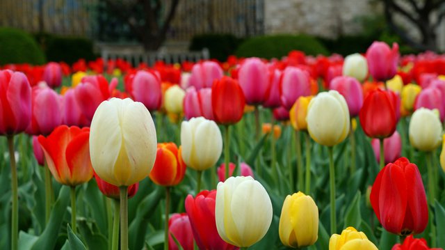 Kauffman Memorial Garden 6.jpg